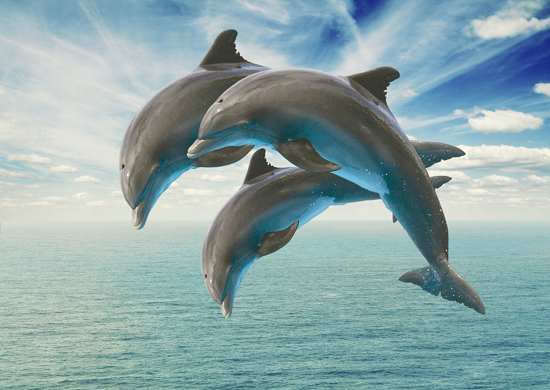 海豚,三只动物,水,天空,野生动物,水平画幅,无人,蓝色,两只动物,夏天