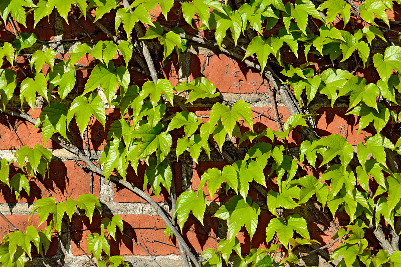 砖墙,古老的,野生植物,葡萄,藤蔓植物,寄生的,水平画幅,墙,无人,户外