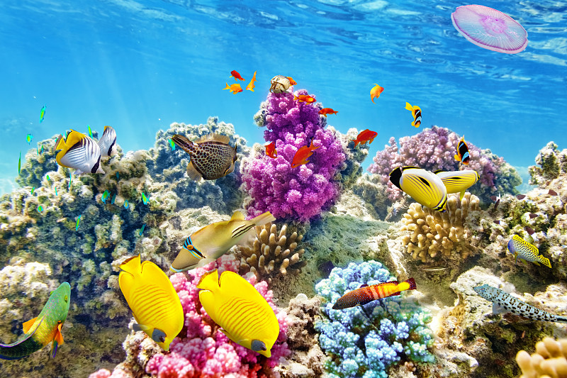 水下,热带鱼,珊瑚,在下面,水,沙姆谢伊赫,水平画幅,水肺潜水,埃及,安达曼海