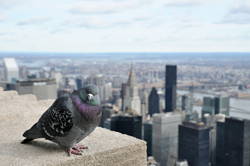 鸽子,纽约,洛克菲勒中心,华尔街,透过窗户往外看,夏天,克莱斯勒,都市风景,现代,国际著名景点