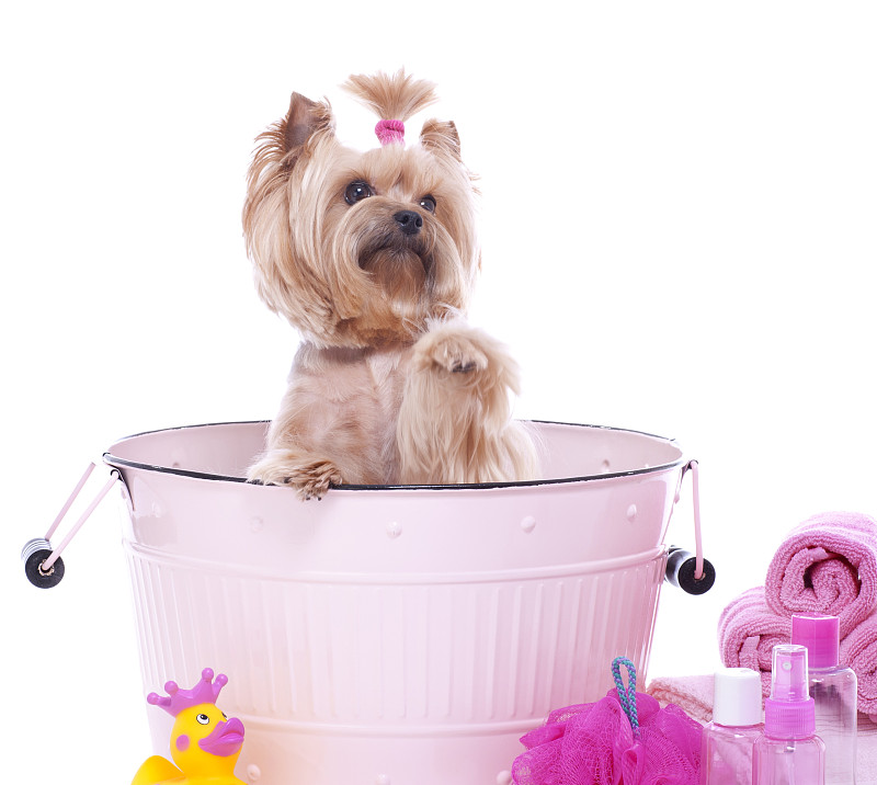 约克郡犬,spa美容,狗,洗澡盆,动物刷,橡皮鸭子,蝴蝶结,皂液器,玩具小狗,水平画幅