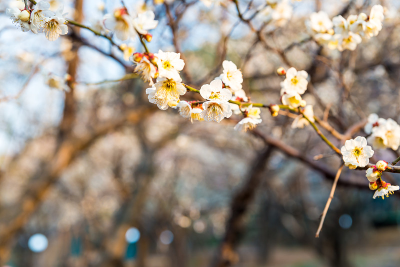 梅花,早晨,轻的,选择对焦,天空,水平画幅,无人,时间,户外,特写