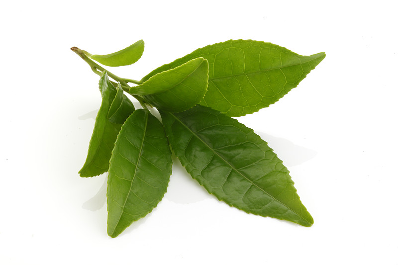 清新,绿色,茶叶,绿茶,茶树,茶,叶子,叶绿素,白色背景,芳香的