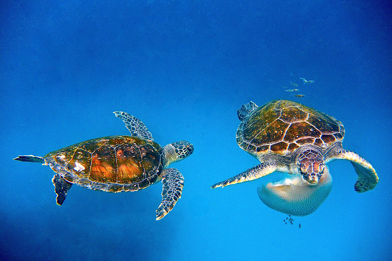 水母,海龟,两只动物,bell,jellyfish,,铁球棒龟,绿蠵龟,拜伦海湾,水平画幅,水下,爬行纲