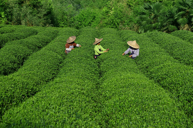 茶树,中国茶,茶叶,水平画幅,草帽,人群,户外,田地,中国,传统服装