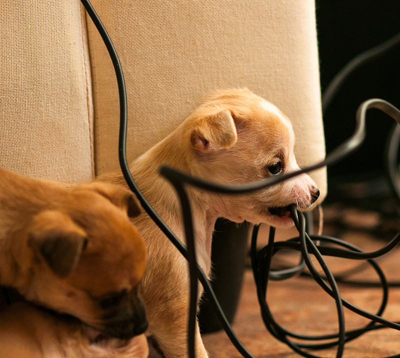 电缆,小狗,水平画幅,可爱的,幼小动物,电话线,2015年,动物,电力电缆,狗