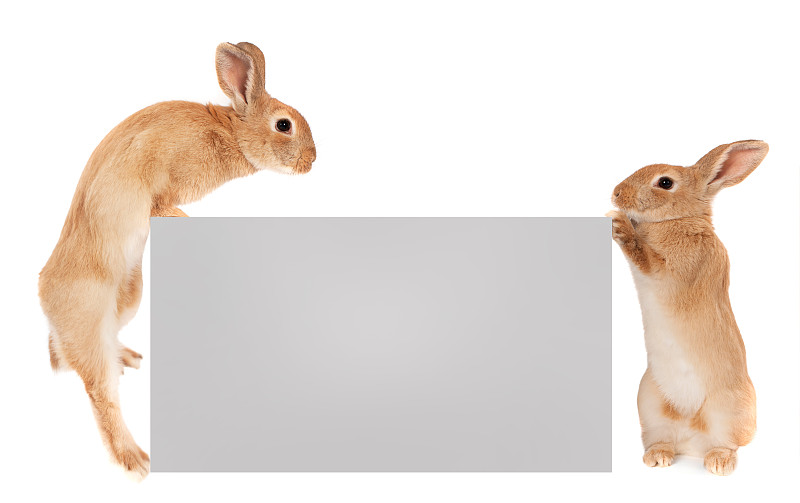 兔子,拿着,复活节兔子,野兔,小兔子,动物耳朵,留白,动物身体部位,想法