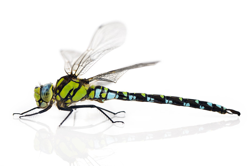 蜻蜓,白色,分离着色,绿衣蜻蜓,王蜻蜓,蓝晏蜓,撇水蜻蜓,复眼,水平画幅,侧面像