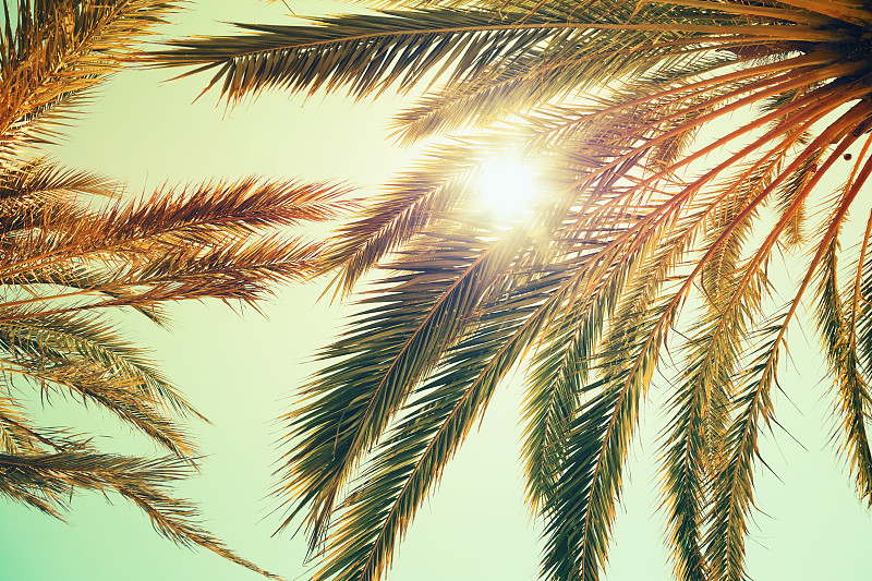 天空,棕榈树,明亮,日光,在上面,气候,夏天,拉丁美洲,海滩,热带气候