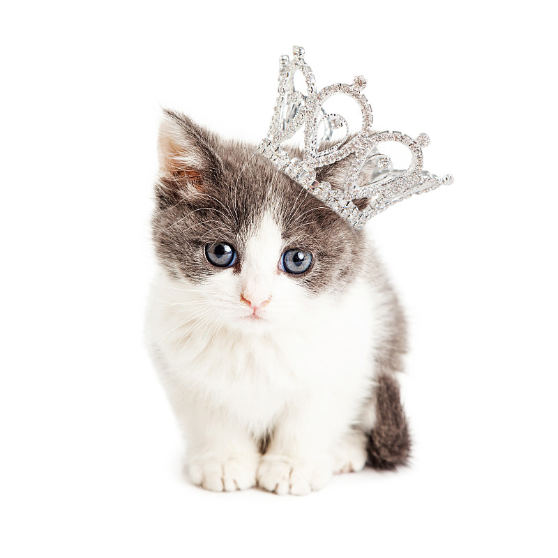 王冠,公主,可爱的,小猫,衣服,猫,亮色调,留白,小的,家畜