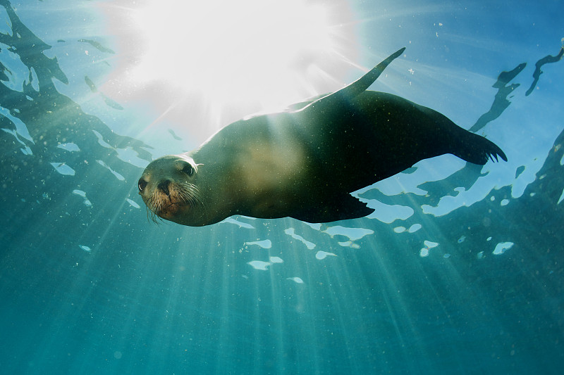 水下,海狮,注视镜头,在下面,水平画幅,水肺潜水,无人,加州海狮,加拉帕戈斯群岛,野外动物