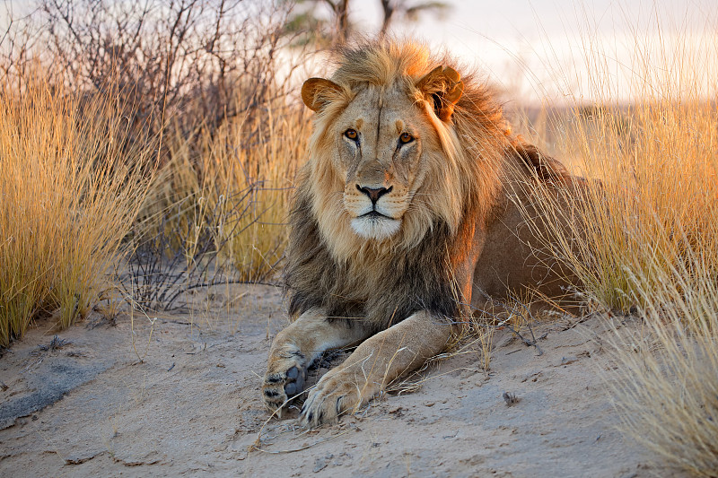 巨大的,狮子,非洲,雄性动物,野生猫科动物,水平画幅,无人,早晨,动物身体部位,野外动物