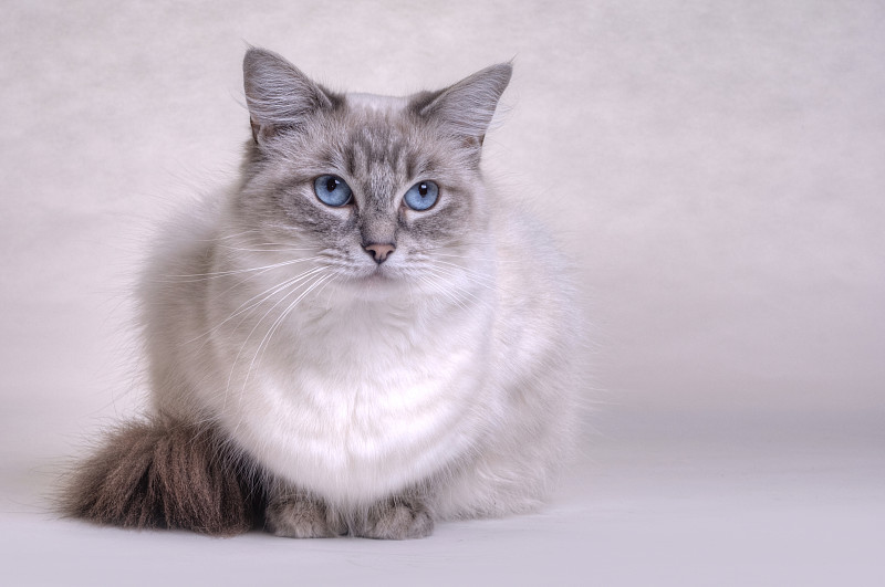 布偶猫,水平画幅,无人,蓝色,高动态范围成像,影棚拍摄,白色,蓝色眼睛,猫,2015年