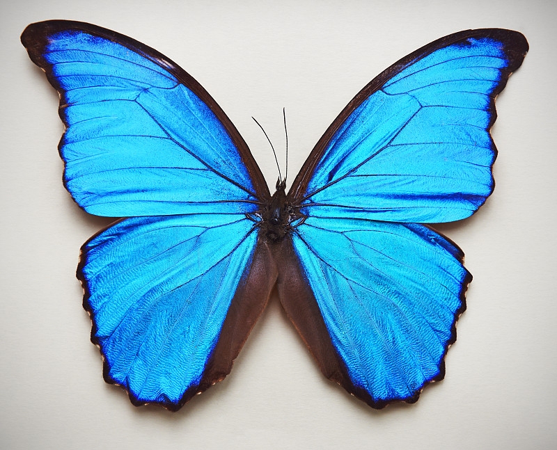 闪光蝶,蝴蝶,自然,南美,亚马逊地区,水平画幅,色彩鲜艳,蓝色,白色背景,动物身体部位