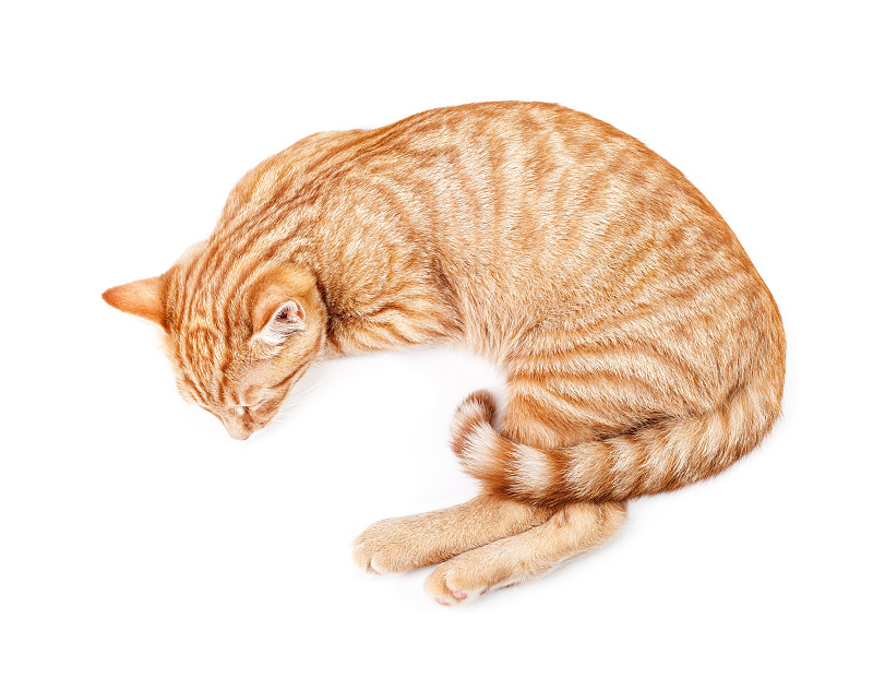 猫,红色,分离着色,白色背景,姜黄色的猫,水平画幅,爪子,动物身体部位,特写,睡觉