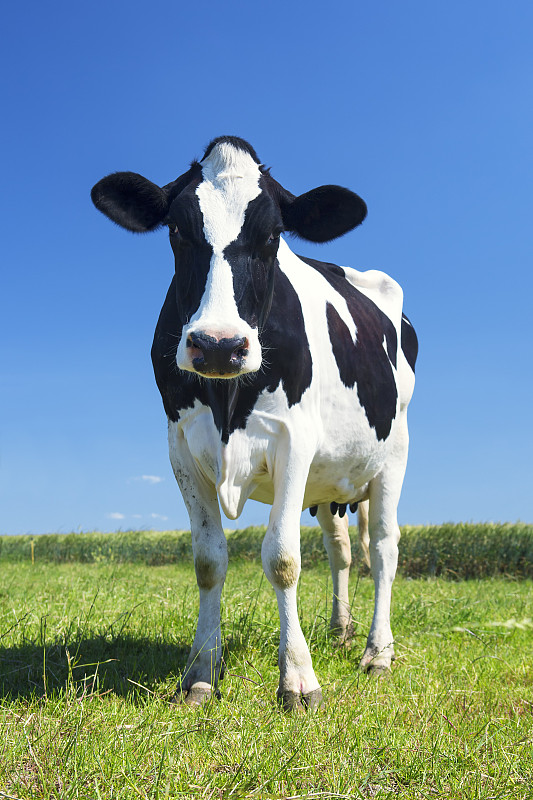 草,绿色,母牛,垂直画幅,夏天,户外,乳牛,哺乳纲,白色,田地