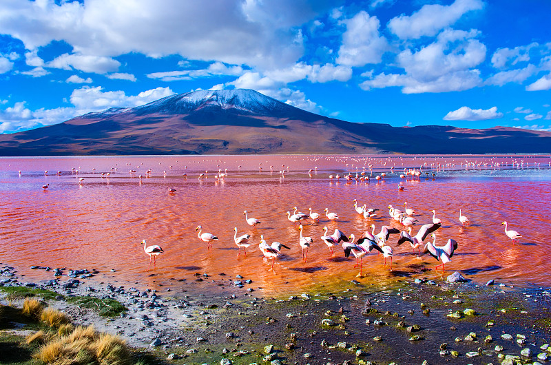 玻利维亚,火烈鸟,乌尤尼盐沼,科罗拉达湖,阿塔卡马沙漠,雷诺拉古那,智利,磷虾,安地斯山脉,阿尔蒂普拉诺山脉