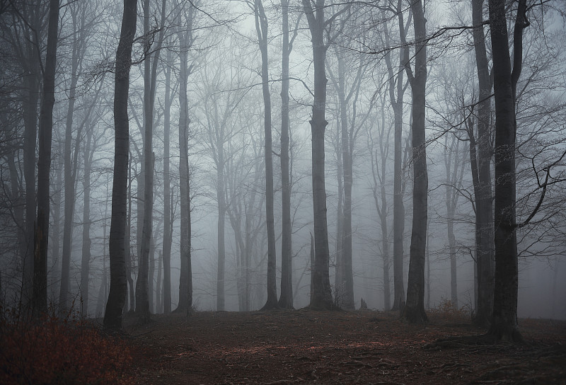 雾,森林,怪异,树林,公园,水平画幅,无人,山毛榉树,湿,早晨