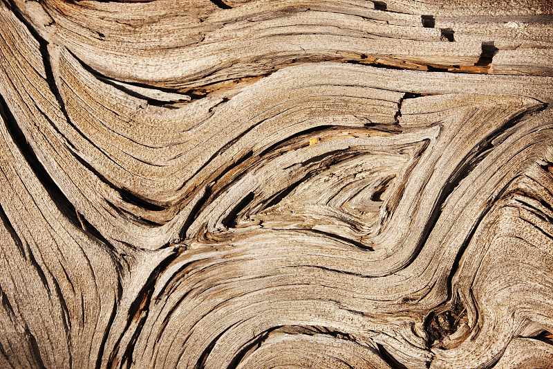 刺柏属丛木,木纹,犹他州杜松,根部,圆木,有节疤的木料,木制,西方杜松树,水平画幅,风化的