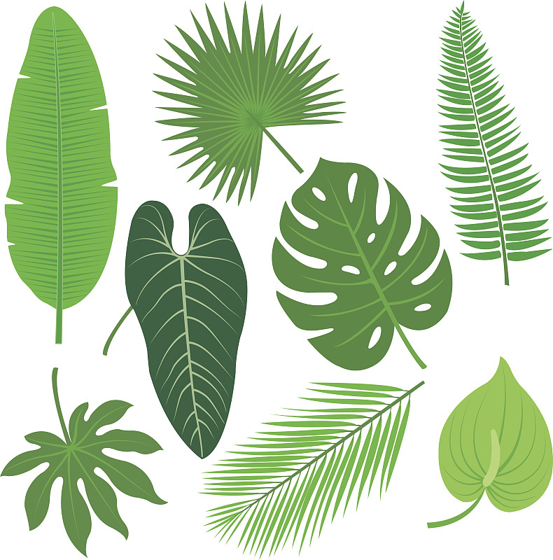叶子,矢量,热带灌木,八角金盘属,五加科,扇形棕榈,喜林芋属,槟榔属,蕨类,槟榔树