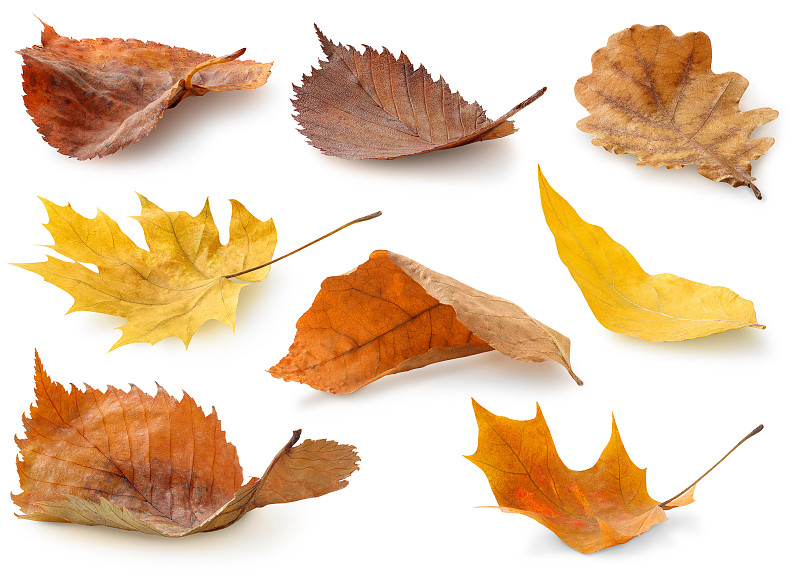 叶子,秋天,分离着色,白色,褐色,柳树,水平画幅,无人,九月,十月
