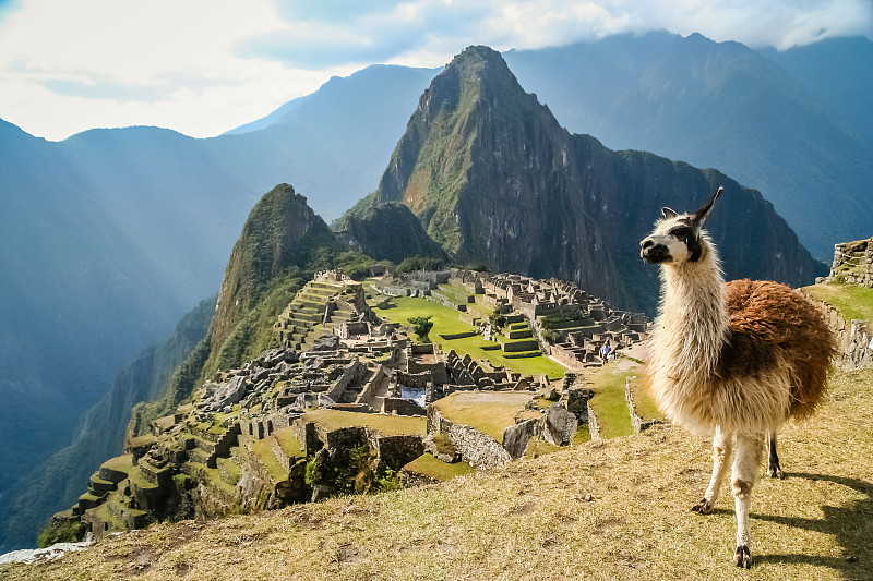 马丘比丘,美洲驼羊,库斯科市,秘鲁,安地斯山脉,非凡的,著名景点,南,风景,地形
