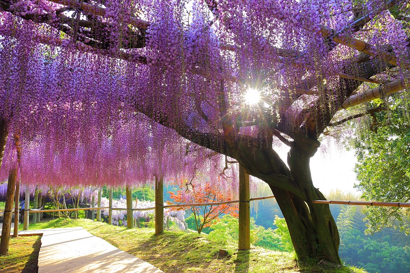 紫藤,太阳,福冈,北九州市,水平画幅,无人,2015年,日光,摄影