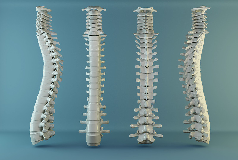 脊柱,奎宁尾,胸椎,腰椎,腰骶部,椎间盘,椎体,尾骨,骶骨,颈椎