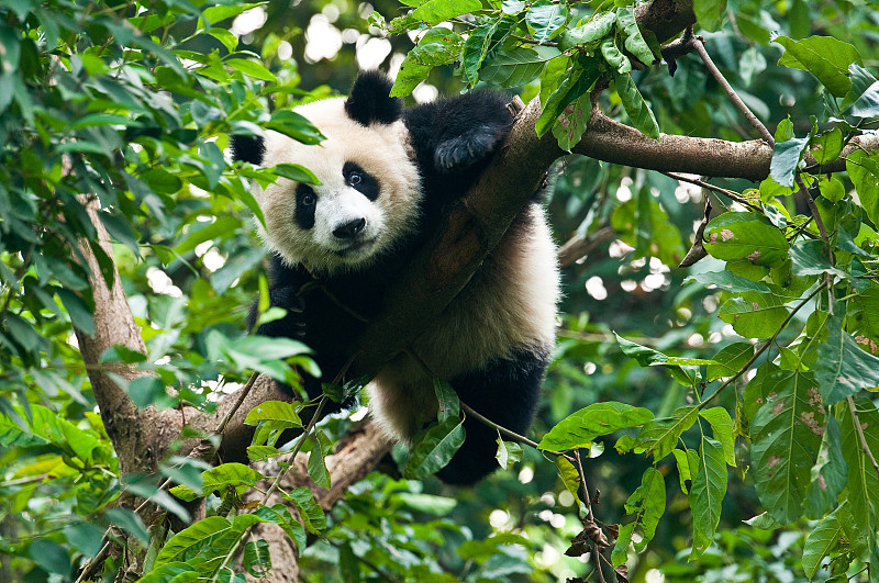熊猫,巨大的,成都,四川省,公园,水平画幅,进行中,素食,食草动物,野外动物