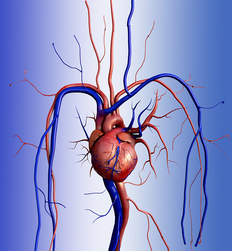 人类心脏,右耳廓,脾动脉,隔动脉,心脏缺口,室间隔,右心室,左耳廓,左心室,动脉