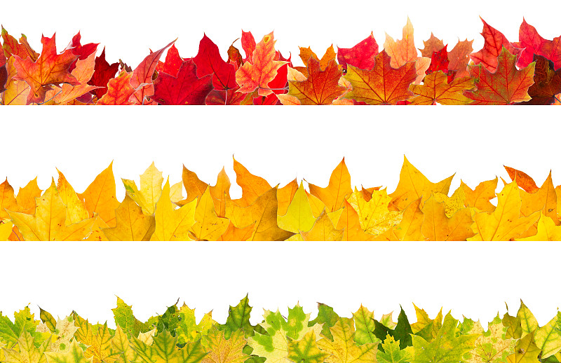 秋天,枫叶,边框,枯萎的,四方连续纹样,装饰物,想法,植物,枫树,2015年