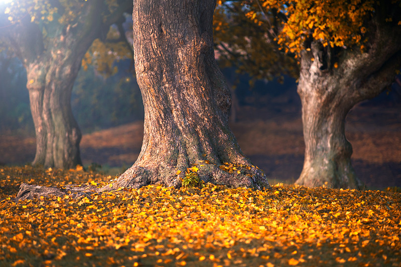 古树,草地,水平画幅,匈牙利,秋天,无人,2015年,户外,摄影,树