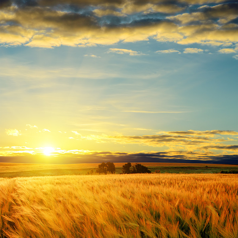 田地,云,在上面,大麦,小麦,农作物,农场,田园风光,秋天,谷类