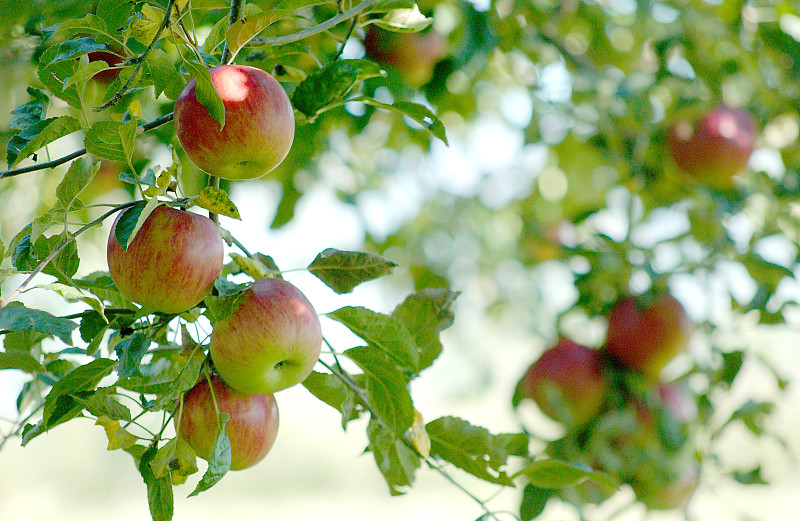 苹果,果园,苹果园,苹果树,自然,湿,黄色,红色,秋天,图像