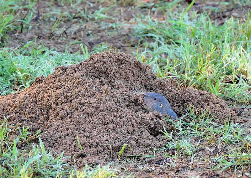 Geomys,breviceps,,Baird’s,pocket,gopher,or,the,Louisiana,pocket,gopher