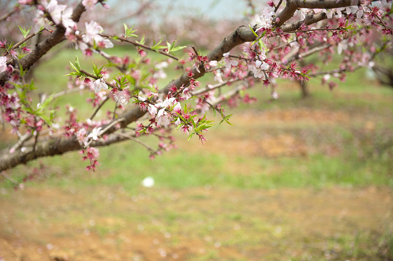 桃花,江西省,乒乓球,桃树,美,水平画幅,户外,开花时间间隔,花蕾,植物