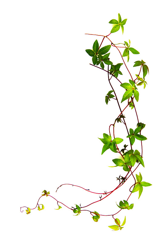 有蔓植物,留白,巴西,背景分离,边框,热带气候,自然美,春天,植物,2015年