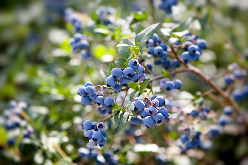 蓝莓,野生植物,水平画幅,绿色,水果,无人,蓝色,夏天,熟的,彩色图片