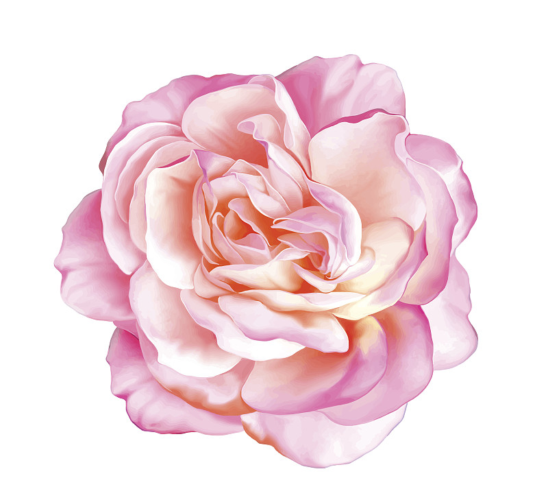 玫瑰,仅一朵花,矢量,粉色,美,绘画插图,夏天,明亮,白色,植物