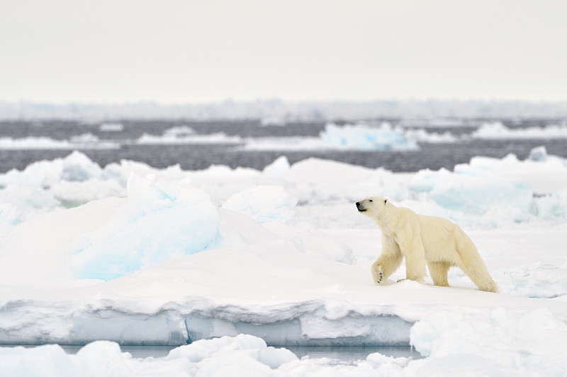 北极熊,巴芬湾,努勒维特地区,北极,北极点,浮冰,水平画幅,无人,五月,户外