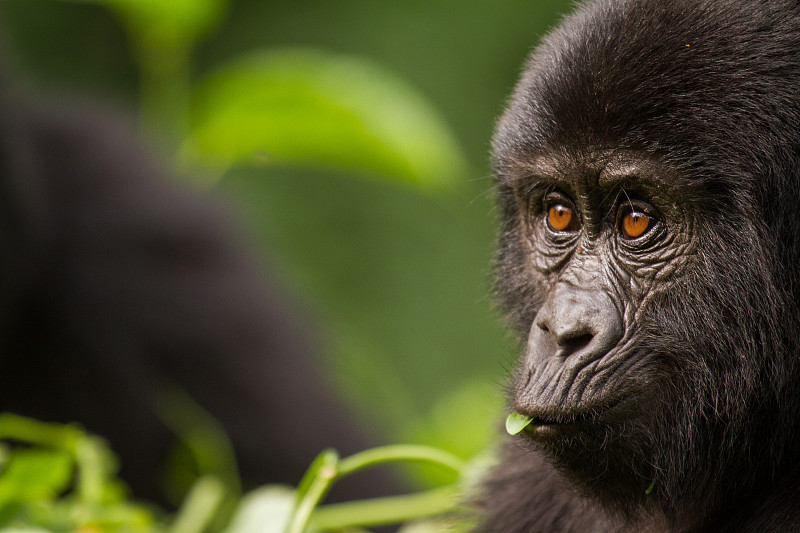 高山大猩猩,特写,幼小动物,卡里索卡研究中心,卢旺达,大猩猩,乌干达,威兰伽国家公园,新生动物,国家公园