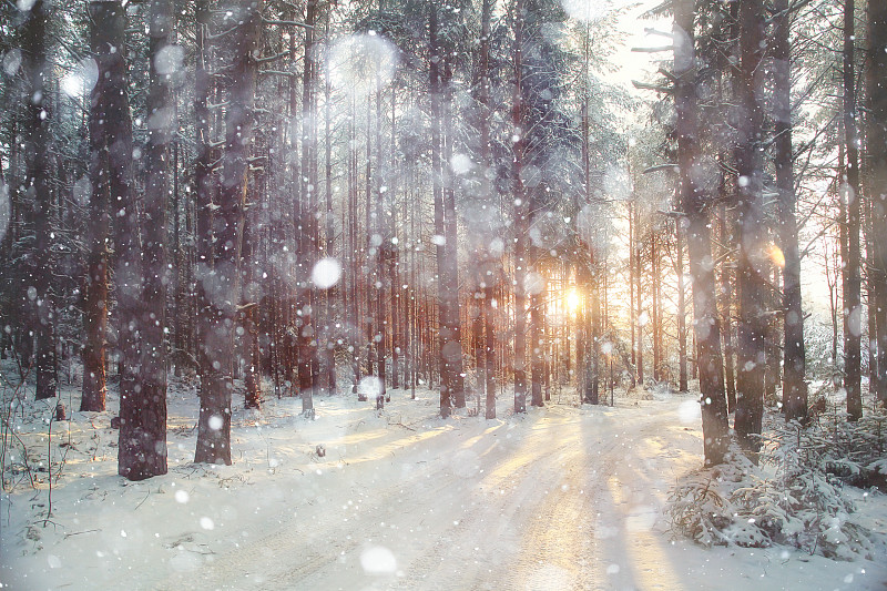 白昼,森林,日光,冬天,背景,松树,树林,常绿树,寒冷,风景