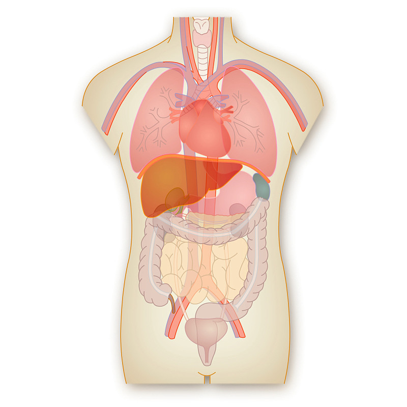 内分泌系统,形态学,人类肾脏,主动脉,加护病房,结肠,心血管系统,肠道,呼吸机