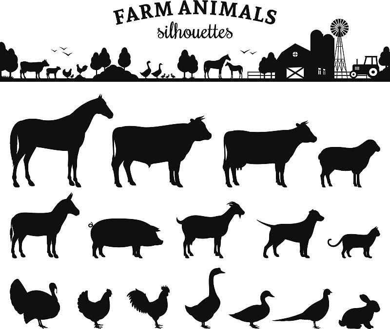 矢量,牲畜,白色,分离着色,食品杂货,雉,驴子,家禽,绘画插图,饮料