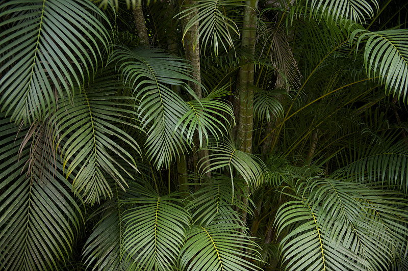 棕榈叶,热带雨林,暗色,背景,鸡尾酒,棕榈树,热带气候,灌木,绿色,自然