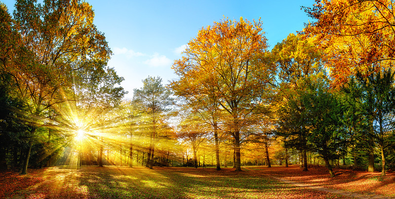 公园,风景,秋天,日光,平衡折角灯,林间空地,山毛榉树,白昼,晴朗,地形