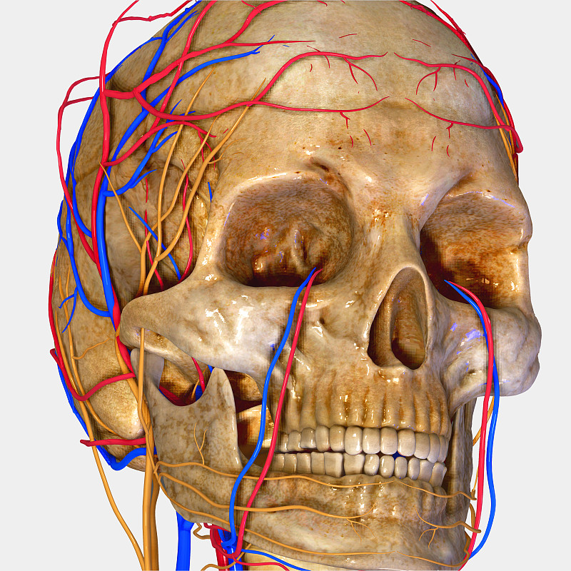 人头骨,淋巴系统,心血管系统,生理学,生物学,有序,健康保健,一个物体,齿轮