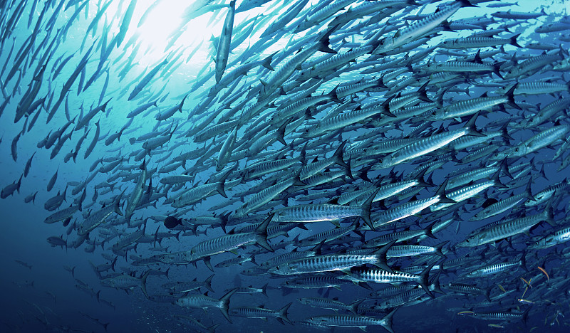 梭鱼类,群,鱼群,斯米兰群岛,密克罗尼西亚,自然,野生动物,水平画幅,银色,无人
