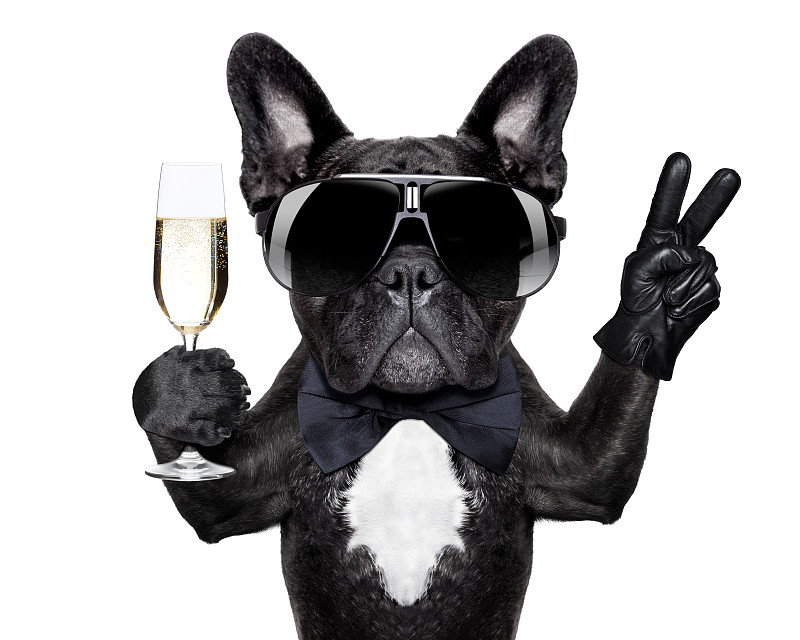 狗,鸡尾酒,斗牛犬,puggle犬,巴哥犬,从容态度,周年纪念,香槟,动物,生日