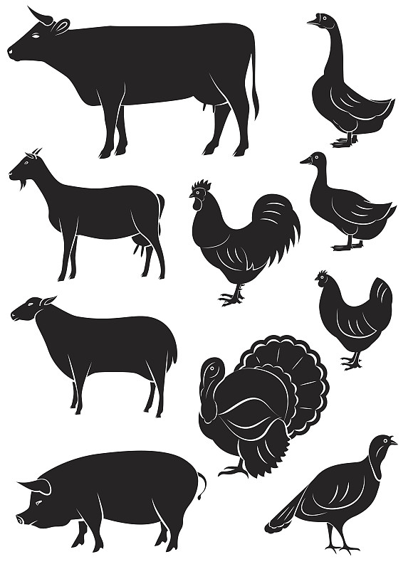 牲畜,矢量,计算机图标,鸟类,火鸡肉,火鸡,鹅肉,鸡肉,鸡,猪